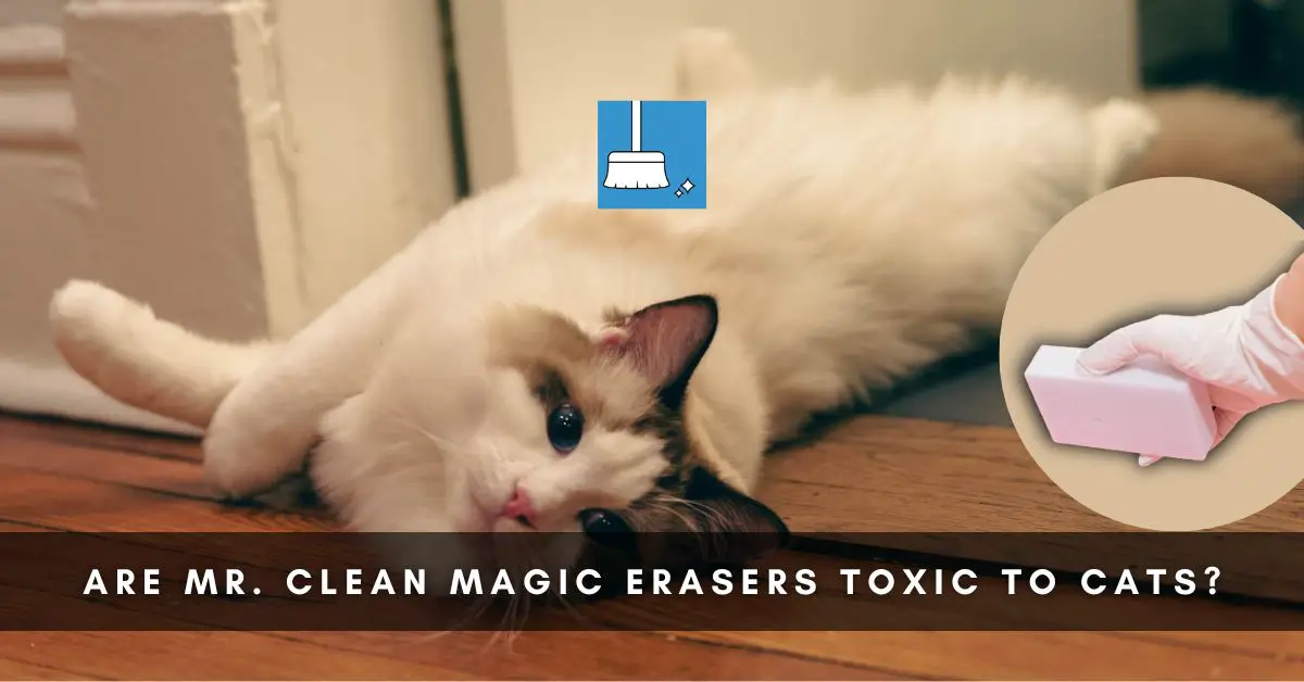 Are Mr. Clean Magic Erasers Toxic to Cats