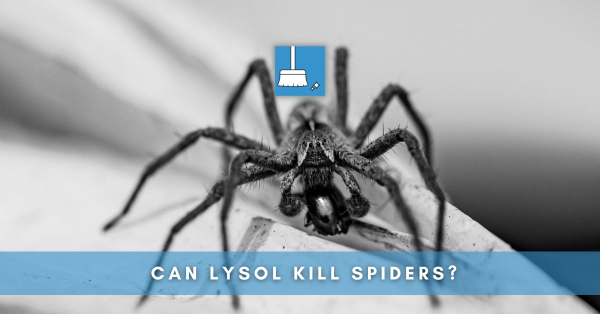 Can Lysol kill spiders