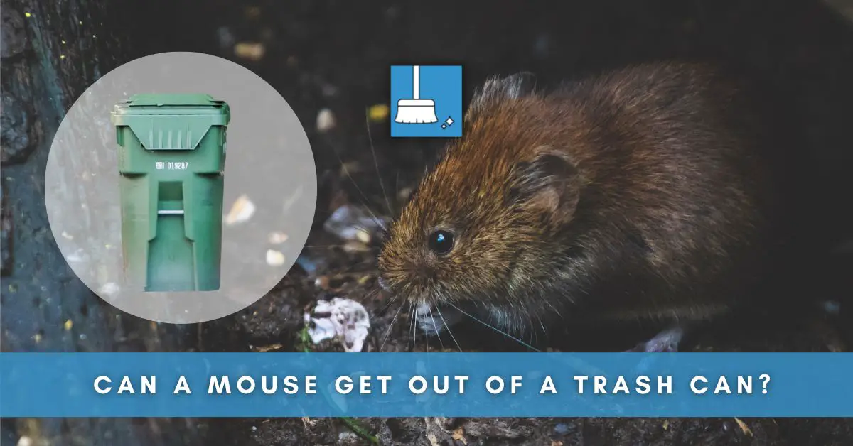 Can a Mouse Get Out of a Trash Can