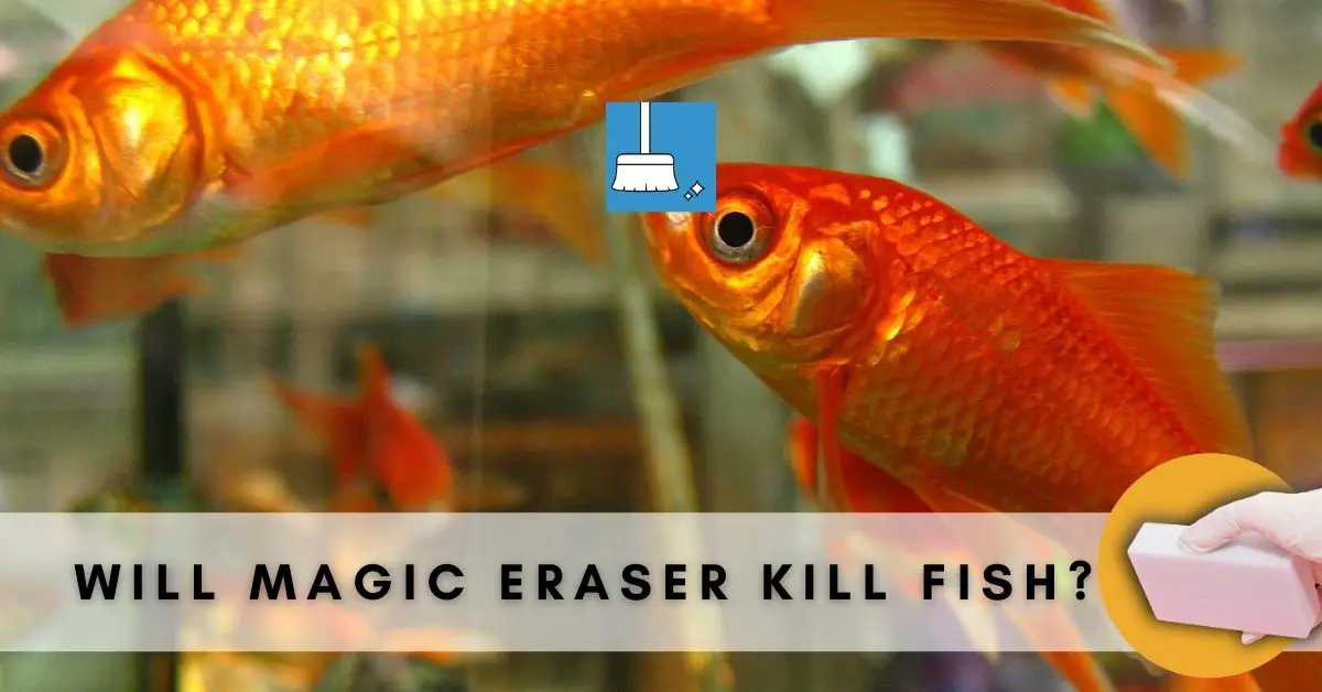 Does Magic Eraser Kill Fish