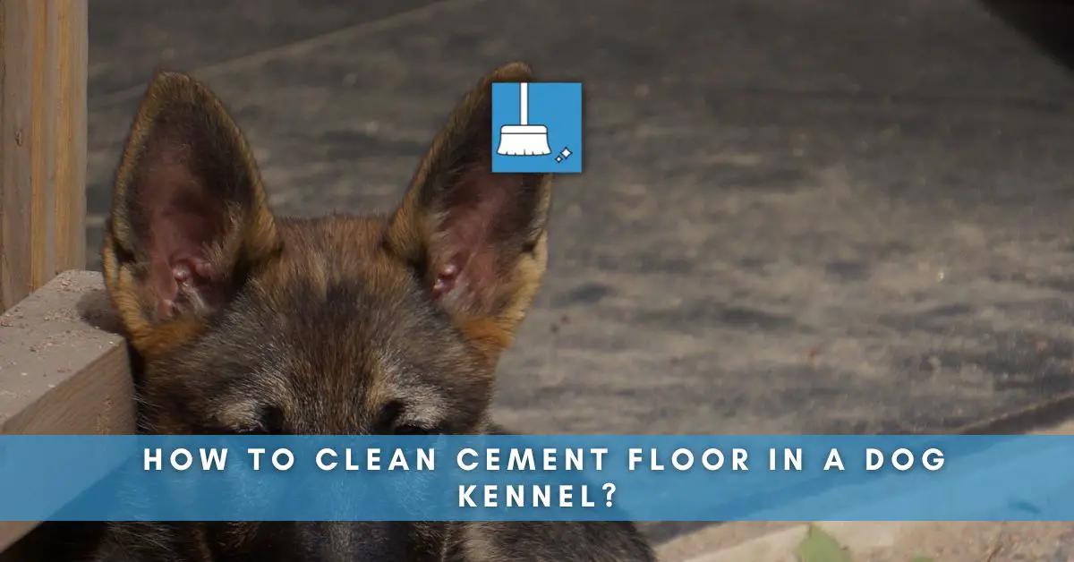 How to clean cement floors in a dog kennel