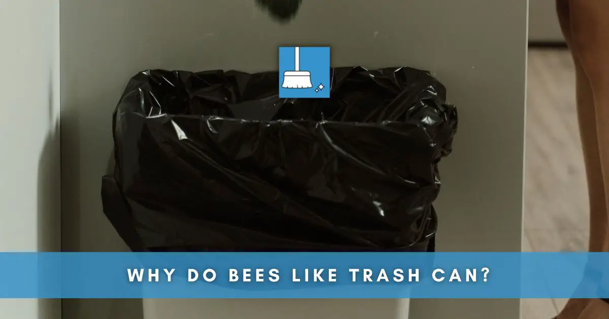 Why Do Bees Like Trash Can