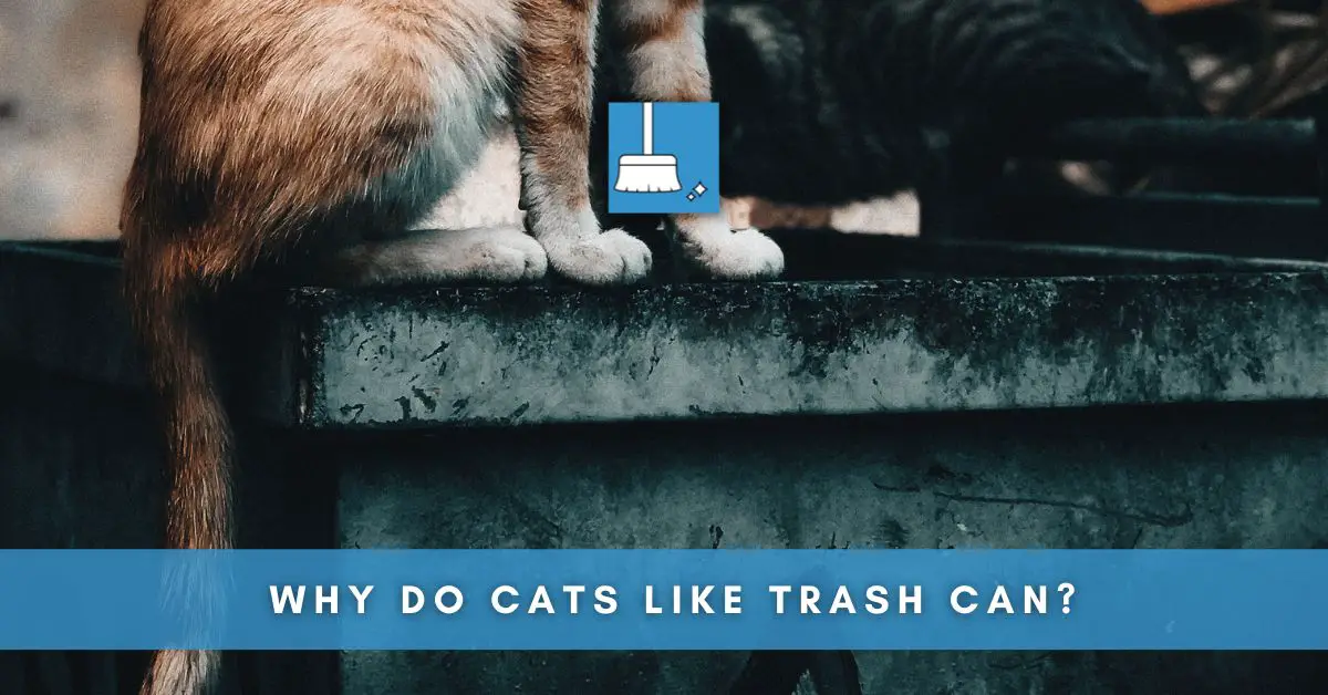 Why Do Cats like Trash Can