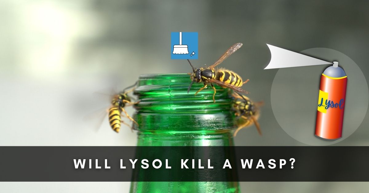 Will Lysol Kill A Wasp