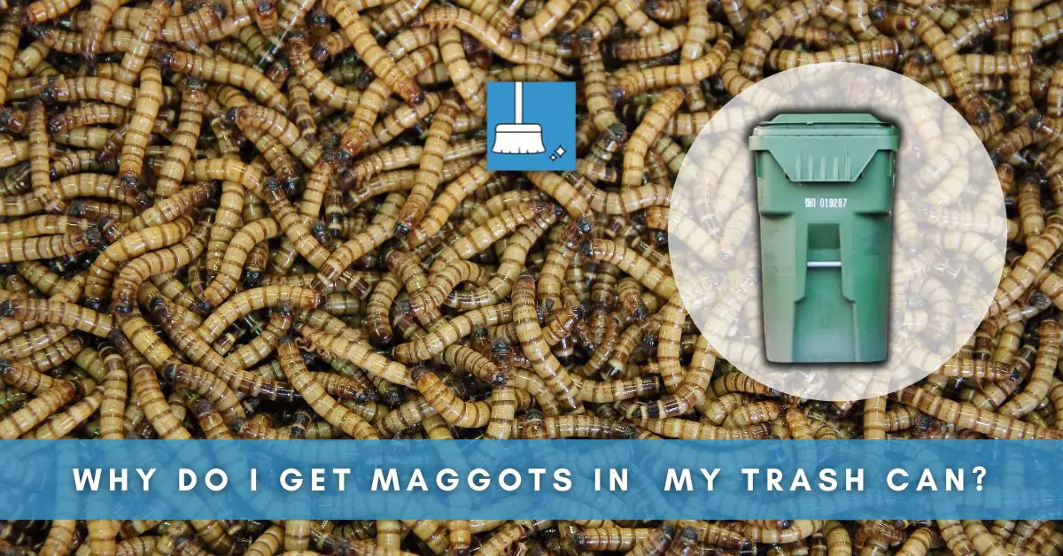 why do I get maggots in my trash can